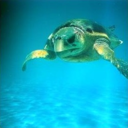 Generated sample: a sea turtle swimming
