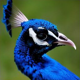 Generated sample: a peacock
