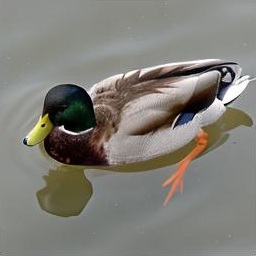 Generated sample: a mallard duck on water