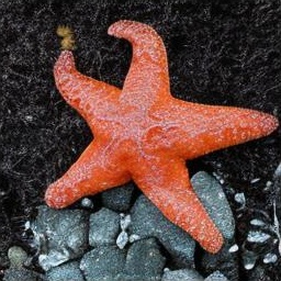 Generated sample: a starfish on rocks