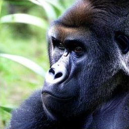Generated sample: a gorilla