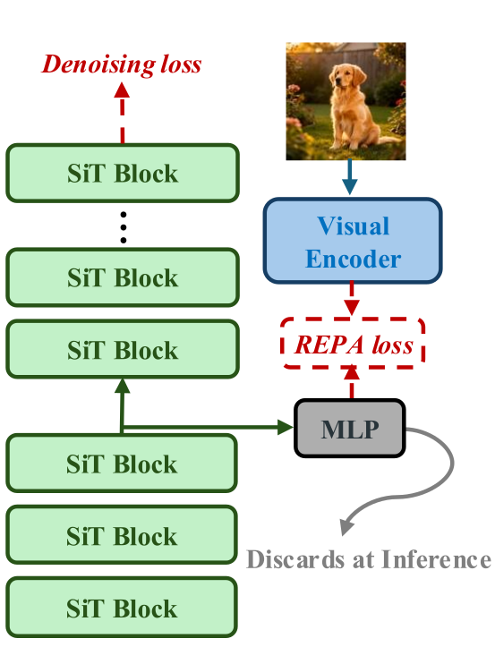REPA: an MLP head on an intermediate SiT block is trained against a frozen visual encoder with the REPA loss and discarded at inference.